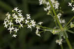 False baby's breath